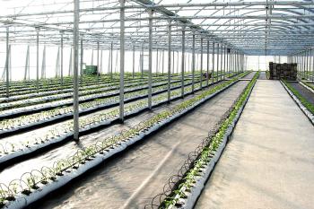 How to make disinfectant solution for greenhouse equipments