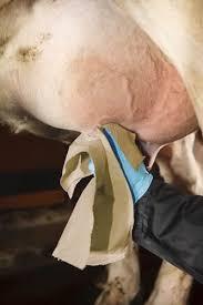 Formulation And Production of Cow Udder Disinfection Spray | Sanitizer Spray