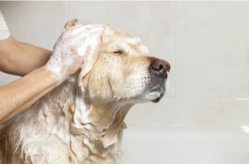 INGREDIENTS OF SHAMPOO FOR CATS AND DOGS | CHEMICALS