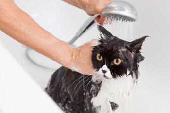 MAKE FLEA AND TICK SHAMPOO FOR CATS AND DOGS | FORMULATION