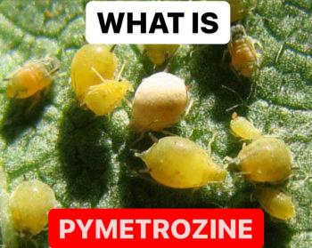 WHAT IS PYMETROZINE | PYMETROZINE DEFINITION | INSECTICIDE