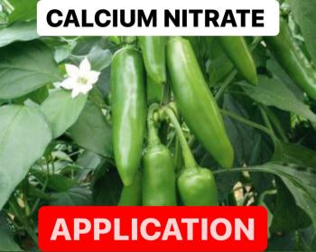 APPLICATION OF CALCIUM NITRATE FERTILIZER | USES