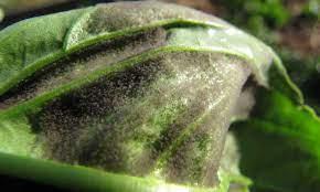 Como hacer fungicida - pesticida | Formulaciones de plaguicidas herbicidas