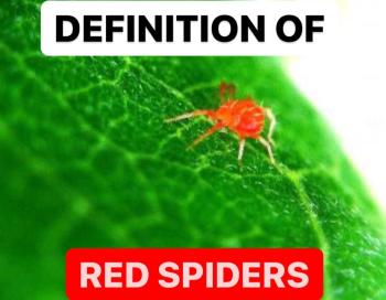 WHAT IS RED SPIDERS | DEFINITION OF RED SPIDERS | EFFECTS