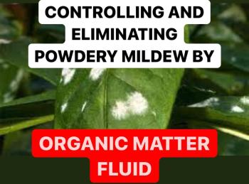 CONTROLLING AND ELIMINATING POWDERY MILDEW BY ORGANIC MATTER FLUID