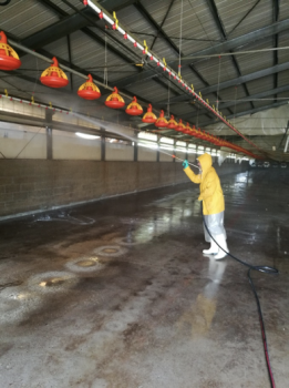 Formulations and production of surface disinfectant and surface cleaner of chicken farm