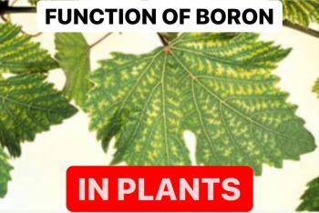 FUNCTION OF BORON IN PLANTS | EFFECTS | REASONS
