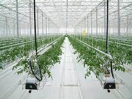 Composition And Compound of Disinfectant Solution For Greenhouse Equipments