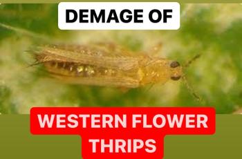 DAMAGE OF WESTERN FLOWER THRIPS | EFFECTS ON PLANTS