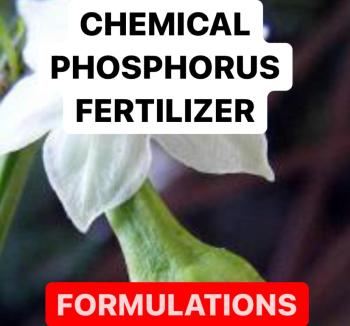 FUNCTION OF PHOSPHORUS FERTILIZER | EFFECTS IN PLANTS