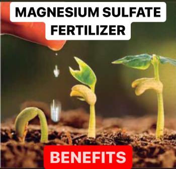 Why is magnesium sulfate fertilizer used | Effects | Advantages
