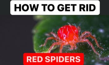HOW TO GET RID RED SPIDERS | TREATMENT OF RED SPIDERS